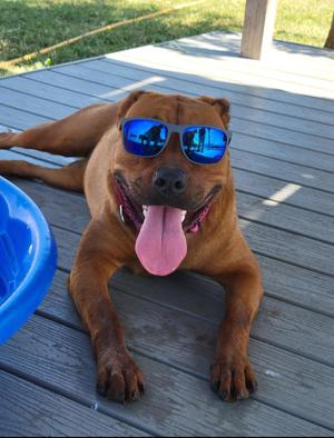 Red, Rhodesian Ridgeback, young, available for adoption