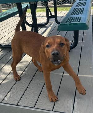 Red, Rhodesian Ridgeback, young, available for adoption