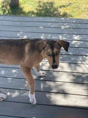 A brown and black dog with white paws standing on a wooden deck, looking directly at the camera.