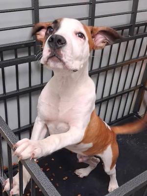 Hercules, American Bulldog, puppy, available for adoption
