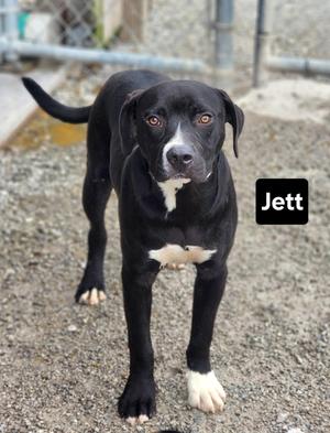 Jett, Black Labrador Retriever, puppy, available for adoption