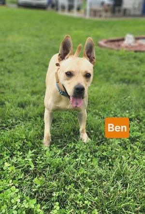 A light-colored dog named Ben standing on a grassy field, with its tongue out and ears perked up.