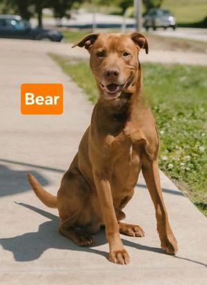 Bear, American Staffordshire Terrier / Mixed Breed, adult, available for adoption