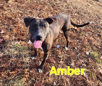 Amber, Staffordshire Bull Terrier / Mixed Breed, adult, available for adoption