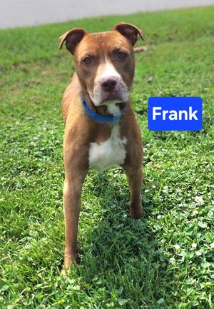 Frank, Terrier, young, available for adoption