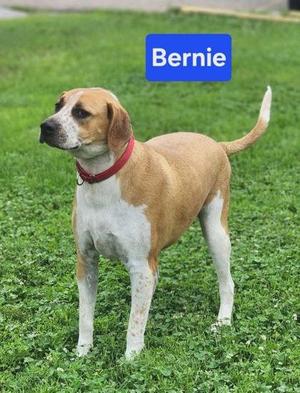 A brown and white dog standing on grass with a red collar, labeled "Bernie" in a blue box above its head.