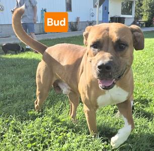 Bud, Hound, adult, available for adoption