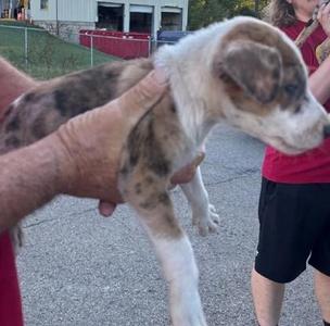 Delta, Catahoula Leopard Dog / Mixed Breed, puppy, available for adoption