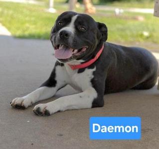 Daemon, Staffordshire Bull Terrier / Mixed Breed, adult, available for adoption