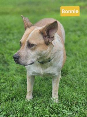 A light brown and white dog standing on grass, with a yellow label in the top right corner that reads "Bonnie".