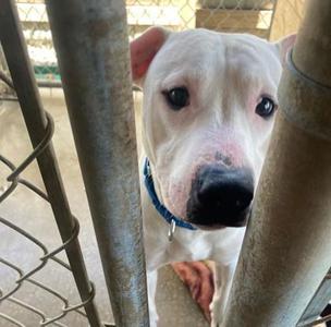 Buster, Hound / Mixed Breed, young, available for adoption