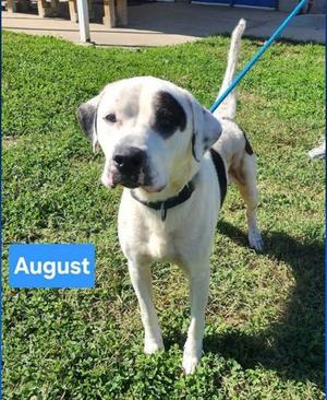 August, Pointer / Mixed Breed, adult, available for adoption
