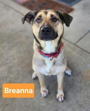 A dog named Breanna sitting on a concrete surface, wearing a red collar.