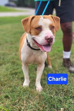 A brown and white dog named Charlie standing on grass with a person in the background.