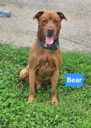 Bear, American Staffordshire Terrier / Labrador Retriever, adult, available for adoption