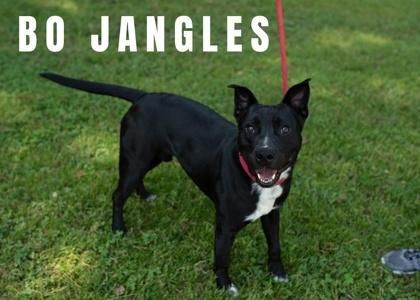 Bo Jangles, Staffordshire Bull Terrier / Mixed Breed, adult, available for adoption