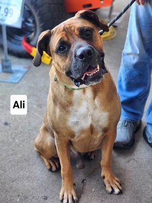 Ali, Boxer / Mixed Breed, adult, available for adoption