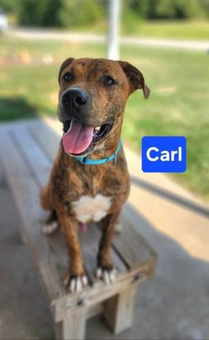 Carl, Labrador Retriever / Mixed Breed, puppy, available for adoption