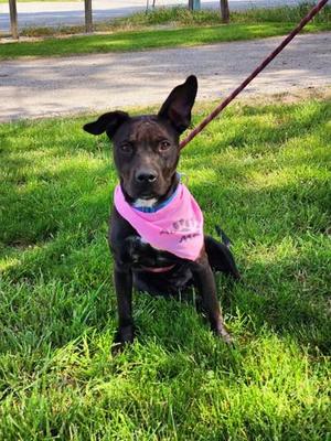 Aggie, Staffordshire Bull Terrier / Mixed Breed, adult, available for adoption