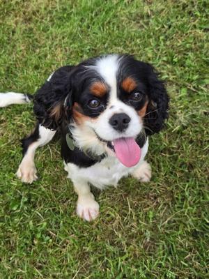 Kylie, Cavalier King Charles Spaniel, adult, available for adoption