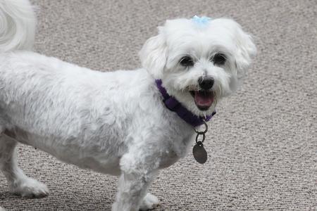 A white dog with a purple collar and a blue bow on its head, standing on a carpeted floor.