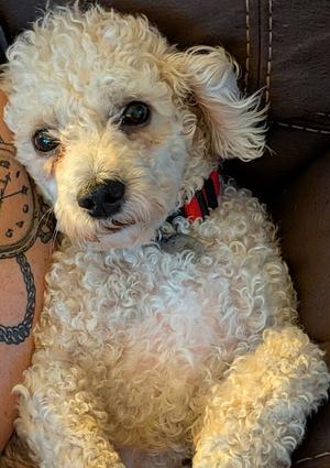 Henry, Poodle (Miniature), adult, available for adoption
