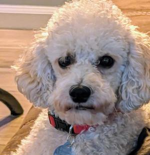 Henry, Poodle (Miniature), adult, available for adoption