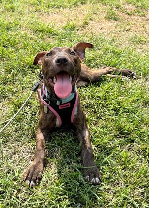 Halle, Pit Bull Terrier, puppy, available for adoption