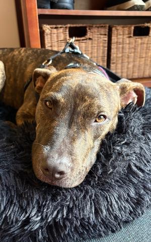 Halle, Pit Bull Terrier, puppy, available for adoption