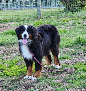 Angie, Bernese Mountain Dog, adult, available for adoption