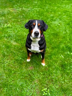 Tonya, Greater Swiss Mountain Dog, senior, available for adoption