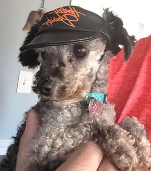 Storm, Toy Poodle, adult, available for adoption