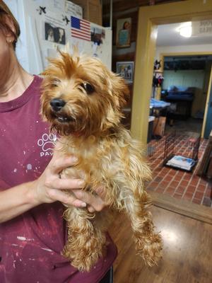 Twinkle, Yorkie, Yorkshire Terrier, adult, available for adoption