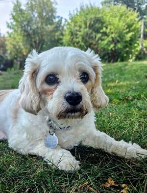 Madison, Cavalier King Charles Spaniel / Bichon Frise, adult, available for adoption