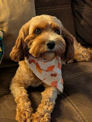 Nora, Cavalier King Charles Spaniel / Poodle (Miniature), adult, available for adoption