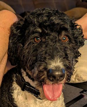 Arielle, Bernese Mountain Dog / Poodle (Standard), adult, available for adoption