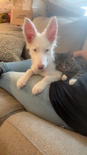 Remus, Border Collie, puppy, available for adoption