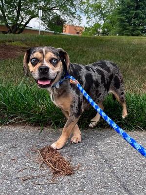 Izzie, French Bulldog / Beagle, adult, available for adoption
