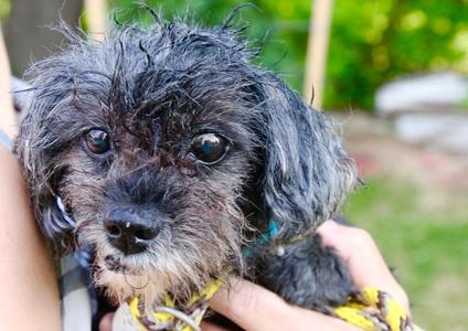 Cupcake, Shih Tzu, senior, available for adoption