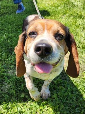 Irma, Beagle, senior, available for adoption