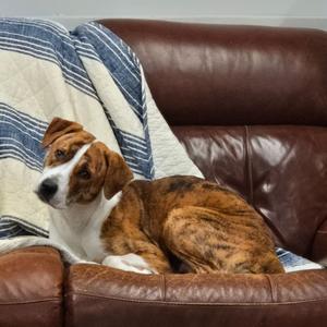Bean, Australian Shepherd / Pit Bull Terrier, young, available for adoption