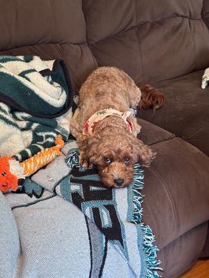 Sadie, Cavalier King Charles Spaniel / Poodle (Miniature), adult, available for adoption