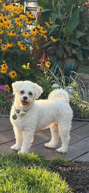 Ellie, Bichon Frise, adult, available for adoption