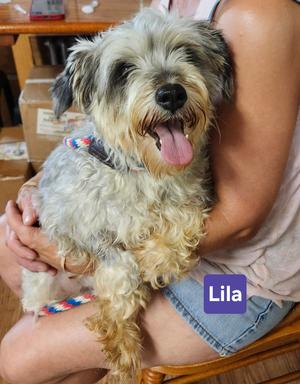 Lila, Miniature Schnauzer, adult, available for adoption