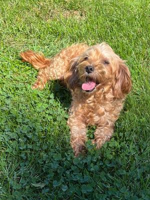 Sherridan, Maltese / Poodle (Miniature), adult, available for adoption