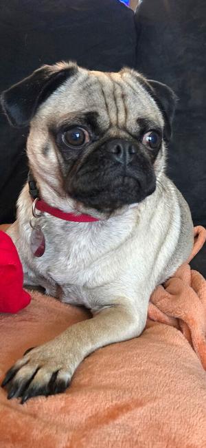 Dug, Pug, adult, available for adoption