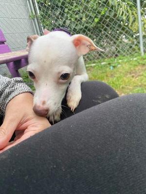 Curley, Chihuahua / Mixed Breed, puppy, available for adoption