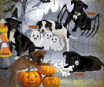 Bones, Mixed Breed, puppy, available for adoption