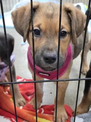 Autumn, Mixed Breed, puppy, available for adoption
