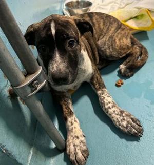 Freckles, Mixed Breed, puppy, available for adoption